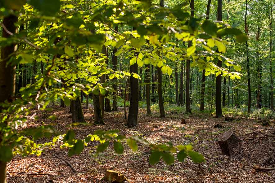 Sunny picture of a typical German forest with green leaves in the foreground, brown leaves on the ground and a few cut tree stumps everywhere.