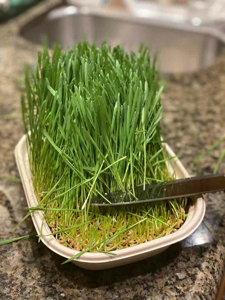 wheatgrass half cut