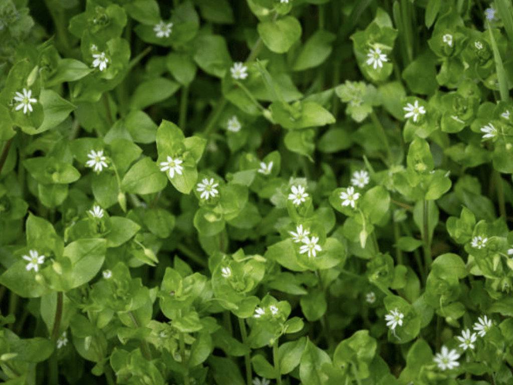 A photo of a patch of chickweed