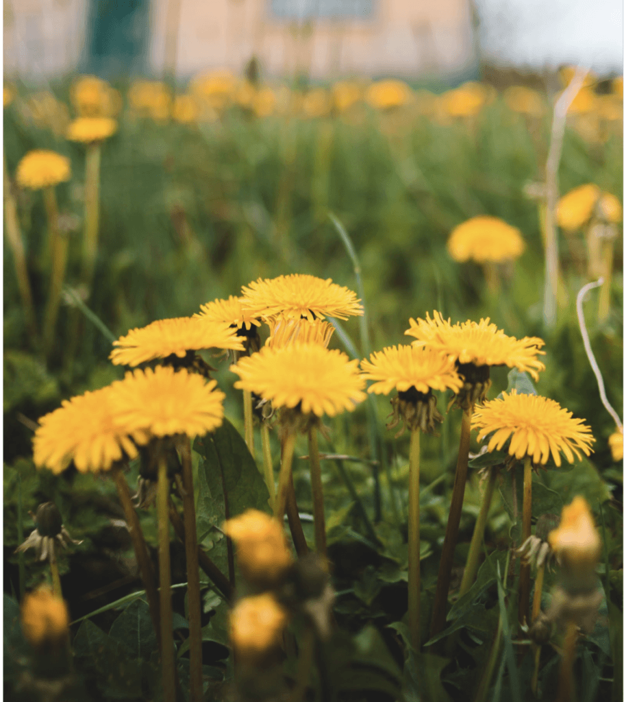 A field of dandelion